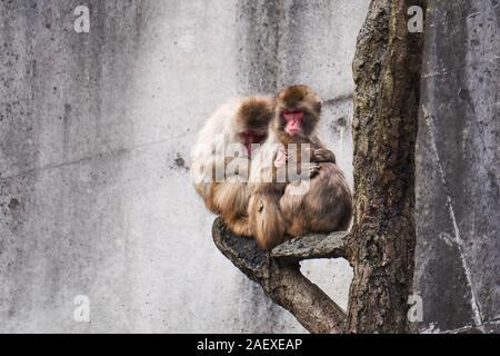 Die Familie von drei rotgesichtigen japanischen Makaken (Schneemaffe, Macaca fuscata) tummelt sich im Kusatsu Tropical Wonderland in Kusatsu, Gunma, Japan. Stockfoto