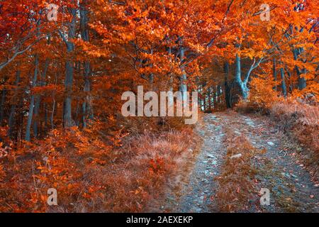 Bunte Herbst Morgen im Dunklen Bergwald. Infrarot Muskelaufbau. Stockfoto