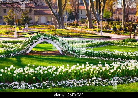 Wunderbare weiße Tulpen im Gülhane (Rosehouse) Park, Istanbul. Schönen Außenpool Landschaft in der Türkei, in Europa. Stockfoto