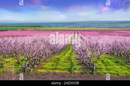 Blühende Pfirsichpflanzungen in der Nähe von Istanbul. Schönen Außenpool Landschaft in der Türkei, in Europa. Bunte sunrise im Peach Garten im April. Stockfoto