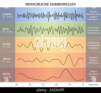 Menschliche Gehirnwellen Diagramm in fünf Farben mit Erläuterungen - Deutsche Sprache Stock Vektor