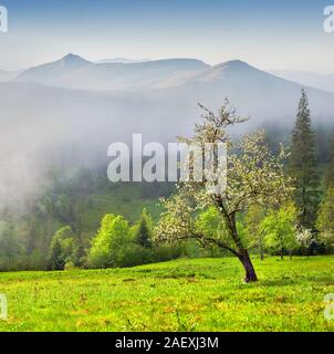 Blossom apple-tre Garten in den nebligen Berge Stockfoto