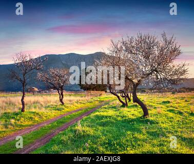 Bloosoming Mandel Garten auf dem Kap San Vito lo Capo, Sizilien, Italien, Europa. Stockfoto