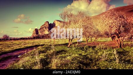 Sonnige Frühling Panorama in der Sizilien. Blühende Mandelbäume Garten auf dem Kap San Vito. Sonnenuntergang in Italien, Europa. Retro Style. Stockfoto