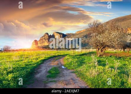 Bloosoming Mandel Garten auf dem Kap San Vito lo Capo, Sizilien, Italien, Europa. Stockfoto