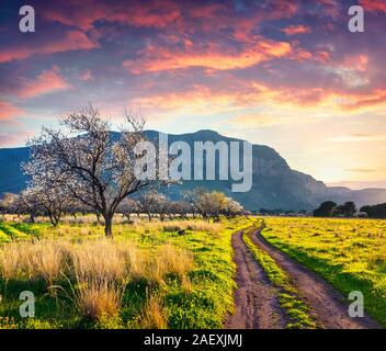 Bunte Feder Szene in Sizilien. Blühende Mandelbäume Garten auf dem Kap San Vito. Sonnenuntergang in Italien, Europa. Stockfoto