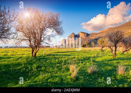 Blühende Mandelbäume Garten auf dem Kap San Vito lo Capo, Sizilien, Italien, Europa. Stockfoto