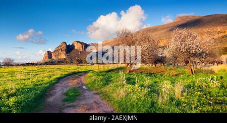 Blühende Mandelbäume Garten auf dem Kap San Vito lo Capo, Sizilien, Italien, Europa. Stockfoto