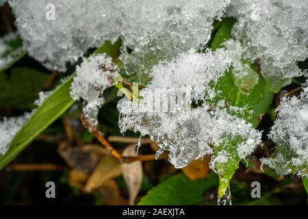Grüne Blätter mit bedeckt durch frischen Schnee im Dezember in Deutschland Stockfoto