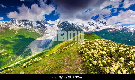 Blühende Rhododendren auf der Bergwiese. Georgien, obere Swanetien, der kaukasische Ridge. Stockfoto