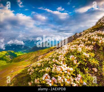 Weiß blühenden Rhododendron Blumen im Kaukasus. Obere Swanetien, Georgien, Europa. Stockfoto