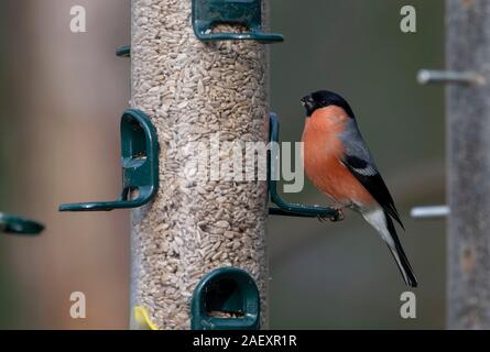 Männliche Bullfinch-Pyrrhula pyrrhula Feeds von Bird Feeder. Stockfoto