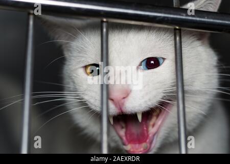 Katze mit Heterochromie Stockfoto