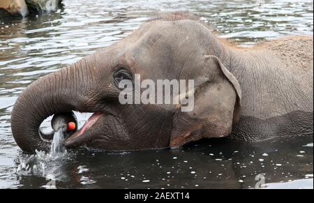 Baden Elefant Fänge ein Apple im Wasser Stockfoto