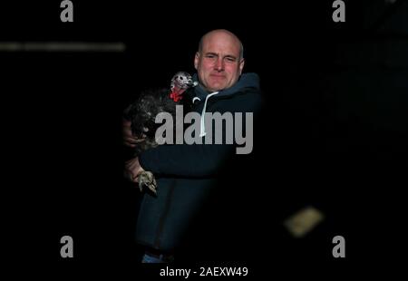 David McEvoy, der termonfeckin Lecker Truthähne, mit einer Handvoll seiner freien Strecke Truthähne, die vermieden wird, dass die Weihnachten cull und live zu sehen, das neue Jahr, auf seiner Farm in Termonfeckin, Co Louth. Die geringe Zahl der Truthähne sind zurück gehaltene Aufträge für später feiern früh im neuen Jahr zu füllen. Stockfoto