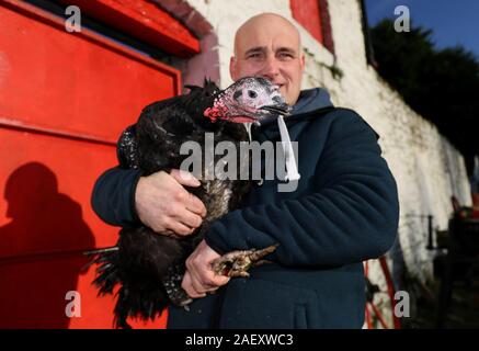 David McEvoy, der termonfeckin Lecker Truthähne, mit einer Handvoll seiner freien Strecke Truthähne, die vermieden wird, dass die Weihnachten cull und live zu sehen, das neue Jahr, auf seiner Farm in Termonfeckin, Co Louth. Die geringe Zahl der Truthähne sind zurück gehaltene Aufträge für später feiern früh im neuen Jahr zu füllen. Stockfoto