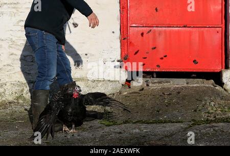 David McEvoy, der termonfeckin Lecker Truthähne, mit einer Handvoll seiner freien Strecke Truthähne, die vermieden wird, dass die Weihnachten cull und live zu sehen, das neue Jahr, auf seiner Farm in Termonfeckin, Co Louth. Die geringe Zahl der Truthähne sind zurück gehaltene Aufträge für später feiern früh im neuen Jahr zu füllen. Stockfoto