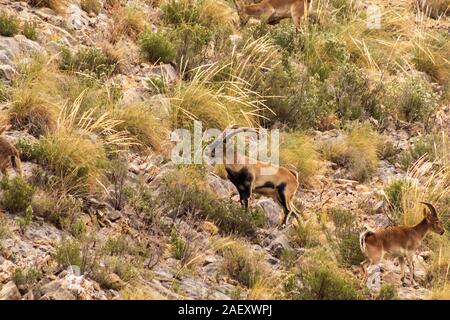 Capra pyrenaica Hispanica, südöstliche Spanische ibex Beweidung auf der Bergseite Stockfoto