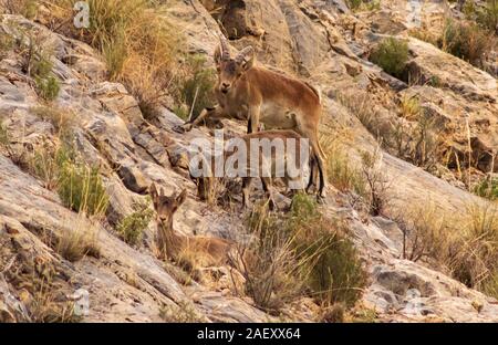 Capra pyrenaica Hispanica, südöstliche Spanische ibex Beweidung auf der Bergseite Stockfoto