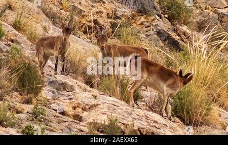 Capra pyrenaica Hispanica, südöstliche Spanische ibex Beweidung auf der Bergseite Stockfoto