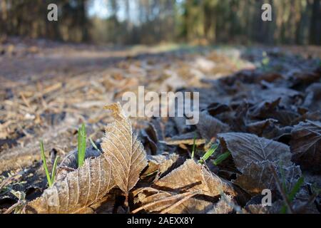 Erfrierungen verwelkte Blätter closeup mit einem waldweg Perspektive Stockfoto