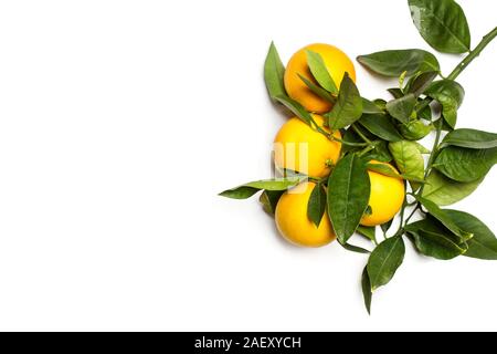 Orangen und Blätter auf einem weißen Hintergrund Stockfoto