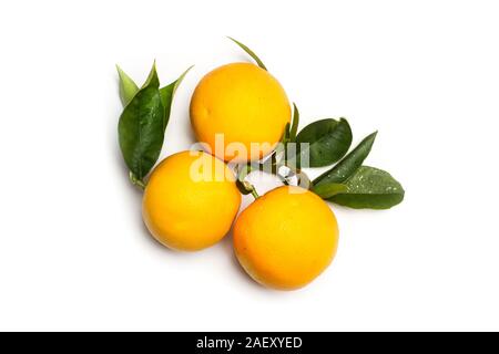 Orangen und Blätter auf einem weißen Hintergrund Stockfoto