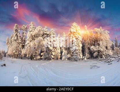 Wunderschöne winter Sonnenaufgang in den Karpaten mit Schnee duckte sich Bäume. Bunte outdoor Szene, Frohes Neues Jahr feier Konzept. Künstlerischen Stil po Stockfoto