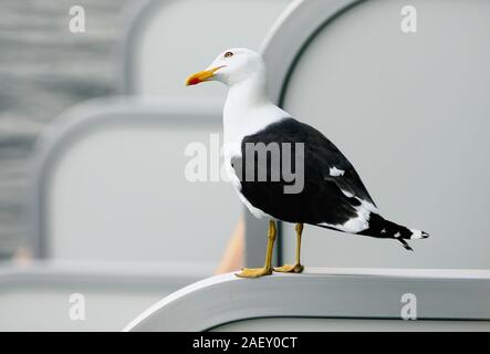 Ein Gull-mantelmöwe auf dem Balkon Partition eines Kreuzfahrtschiffes thront. Stockfoto