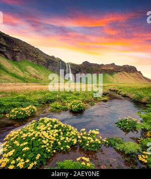 Spektakuläre morgen Blick auf Seljalandfoss Wasserfall auf Seljalandsa River. Farbenfrohe Sommer Sonnenaufgang in Island, Europa. Künstlerischen Stil nachbearbeitete p Stockfoto