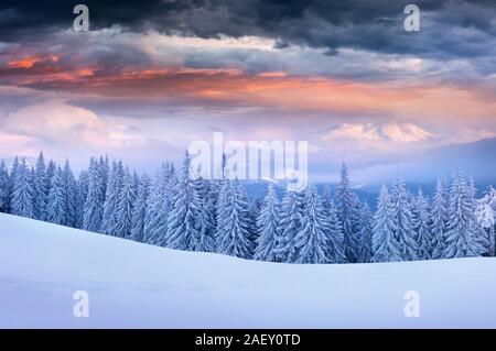 Dramatische winter Sonnenaufgang in den Karpaten mit Schnee duckte sich Tannen. Bunte outdoor Szene, Frohes Neues Jahr feier Konzept. Stockfoto