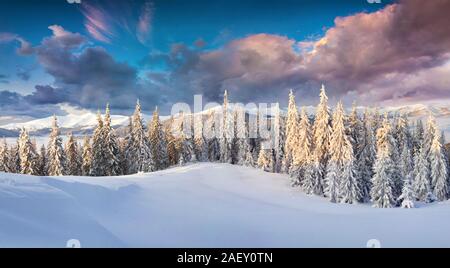 Dramatische winter Sonnenaufgang in den Karpaten mit verschneiten Tannen. Bunte outdoor Szene, Frohes Neues Jahr feier Konzept. Stockfoto