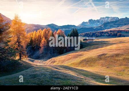 Unglaubliche outdoor Szene in Seiser Alm Highland (Seiser Alm) mit schönen gelben Lärchen und Rosengarten Bergkette im Hintergrund. Stockfoto