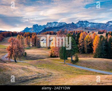 Unglaubliche outdoor Szene in Seiser Alm mit schönen gelben Lärchen und Rosengarten Bergkette im Hintergrund. Stockfoto