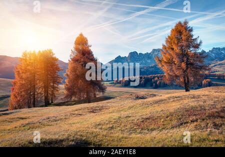 Unglaubliche outdoor Szene in Seiser Alm Highland (Seiser Alm) mit schönen gelben Lärchen und Rosengarten Bergkette im Hintergrund. Stockfoto