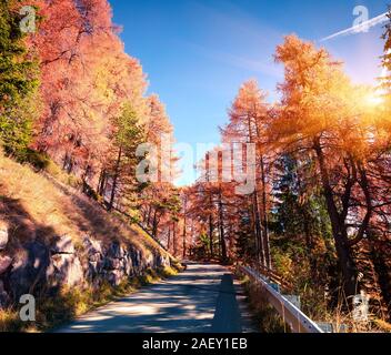 Bunte morgen im Lärchenwald. Sonnige herbst Szene in Dolomiten, Cortina d'Ampezzo, Italien, Europa. Stockfoto