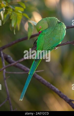 Indische Brücke Kadugodi Ring-Necked Papageien in Bangalore, Indien Stockfoto