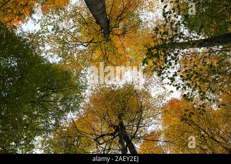 Baum im Yedigoller Nationalpark, Stadt Bolu, Türkei Stockfoto