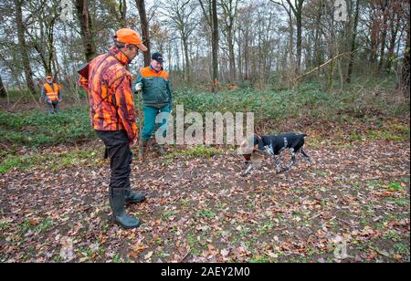 REUTUM, Niederlande - 07 Dez, 2019: Ein Hund bringt eine toten Fasan zu seinem Besitzer, was gerade von ihm geschossen wurde. Stockfoto