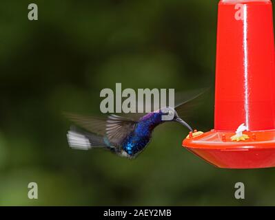 Violett Sabrewing Hummingbird: Campylopterus hemileucurus. Costa Rica. Am Schrägförderer. Stockfoto