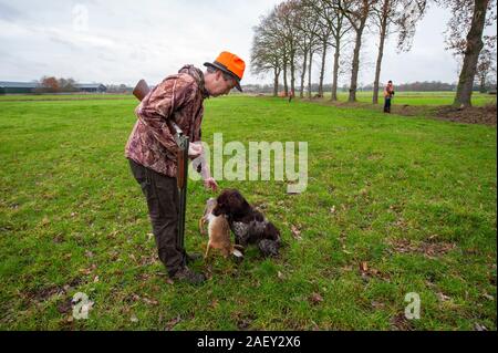 REUTUM, Niederlande - 07 Dez, 2019: Ein Hund bringt einen toten Hasen zu seinem Besitzer, was gerade von ihm geschossen wurde. Stockfoto