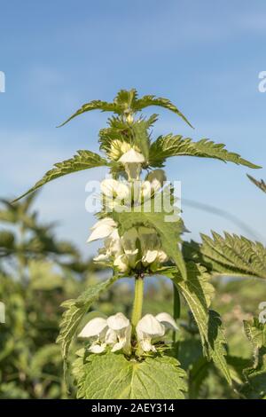Weiße Tote Nessel - Lamium Album in einem Feld. Blauer Himmel über Stockfoto
