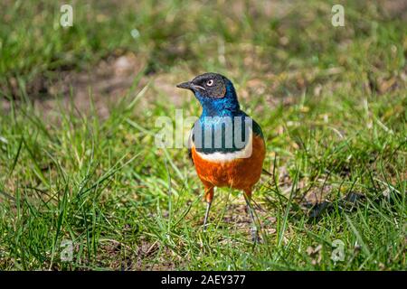 Die schöne und farbenprächtige Ausgezeichnete Starling (Lamprotornis superbus) stehen im Gras Stockfoto