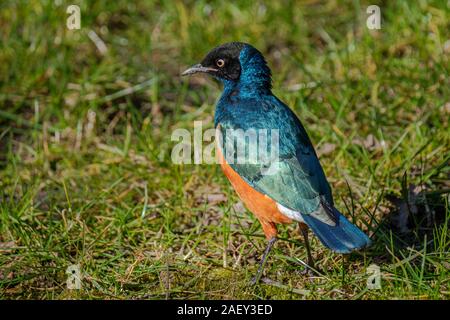 Die schöne und farbenprächtige Ausgezeichnete Starling, Lamprotornis Superbus, stehend im Gras Stockfoto