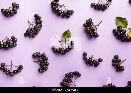 Reif Aronia Beeren auf rosa Hintergrund, Ansicht von oben. Aronia, allgemein bekannt als der schwarze Apfelbeere Stockfoto