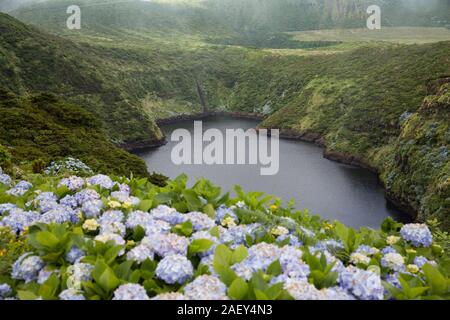 Zur Lagoa Comprida an einem nebligen Tag mit Hortensien vor, Flores, Azoren, Portugal Stockfoto