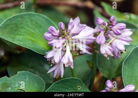 "Blaue Mausohren" Hosta Stockfoto