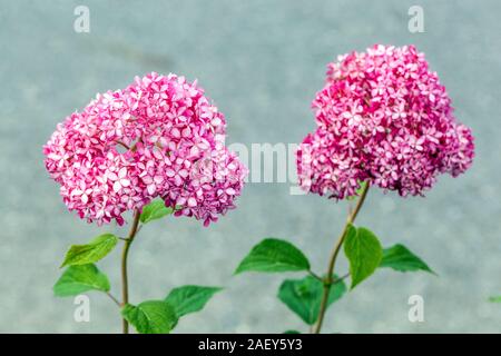 Zwei rosa Blütenkopf Hortensia arborescens 'Invincibelle Spirit' Hortensie Stockfoto