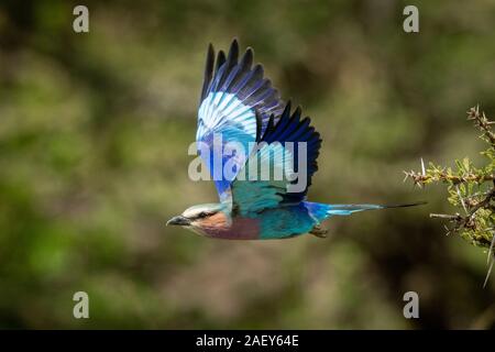 Lilac-breasted Roller fliegt weg von Thorn Tree Stockfoto