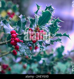 Immergrünen zweigen grünen Blättern und roten Beeren. Weihnachten Ilex aquifolium Stechpalme natürliche Einrichtung Stockfoto